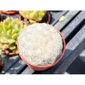 【多肉好好買】一寸盆 白星  仙人掌 多肉植物 現貨