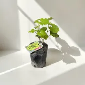 植物空間 巨峰葡萄苗 金香 藍寶石 美人指 櫻井 陽光玫瑰葡萄 果苗 水果植物
