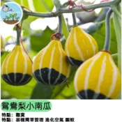 飛碟南瓜種子 扁圓南瓜 碟形瓜 福瓜 桃園一號 澎湖南瓜 盆栽瓜果 家庭菜園 陽台種植 易栽種 可食用 觀賞盆栽