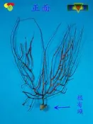 寶物石坊】新刊登~天然海樹~海鐵樹~編號1051~沒加工處理~寄居蟹攀爬~魚缸造景~室內擺設~裝飾道具~diy材料＃貝殼