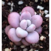 [時花] 多肉植物種子 桃之卵