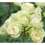 玫瑰天地 3吋品種玫瑰苗 一箱最多8盆 可愛綠