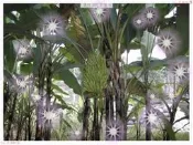 ㄚ波的家*美人蕉苗(佛手蕉)李林蕉苗~一顆150元~可食用兼觀賞