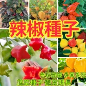 辣椒種子 朝天椒 青龍椒 糯米椒 雞心椒 魔鬼椒 生辣椒 自種盆栽 陽台菜園 辛香料 家庭種植 新鮮現採 菜園必備 開花