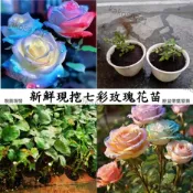 現貨 🌷【七彩玫瑰花苗】🌷 玫瑰花苗 稀有品種 玫瑰花 薔薇濃香型 室內外庭院四季種植 四季開花 基地直發