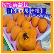 ✅日本長崎枇杷✅矮化盆栽✅快速產果新技術+可在南.北.盆栽陽台產果，果苗 樹苗 矮化果樹 矮生盆栽 矮化盆栽 水果盆栽
