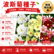 ✨現貨 隔日達✨波斯菊花種子 彩虹花海/耐熱耐旱不挑土/陽台盆栽輕鬆成球/發芽率〉95%不覆土也活/生長快速花期長