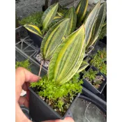 寶扇錦 虎尾蘭多肉植物