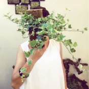 常春藤 上板 室內植物