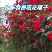 【科斯特薔薇花種子】台灣專用 四季開花 迷你薔薇 玫瑰花苗 種子 易種植 陽台盆栽 庭院花卉 室內盆栽 觀賞植物