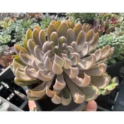 【小農舍】聖卡洛斯x銀天女 / 多肉 / 多肉植物 / 盆栽 / 園藝 / 植物