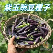 【紫玉豌豆種子】紫花豌豆 紫莢豌豆 食莢豌豆 爬藤蔬菜種子 家庭園藝 陽台盆栽 庭院播種 秋冬播種 可食用嫩莢 香草農場