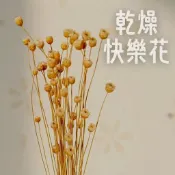 乾燥快樂花 乾燥花 勿忘我 滿天星 插花花材 麥穗 兔尾草 情人草 向日葵 綜合 不凋花 永生花 卡斯比亞 星辰花 花束