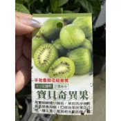 《花果山🐒》 -- 寶貝奇異果 扦插苗 無需分公母 3.5吋盆