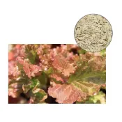 (店+)【蔬菜之家】A31.紅葉拔葉甜萵苣種子800顆 (拔葉A菜.紫褐色葉.甜度高.質爽脆)葉菜類種子