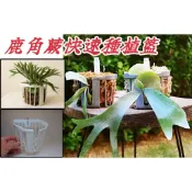 快速種植籃 植物板植物框 蕨類上板神器 塑膠植物板透氣板   植床板 鹿角蕨籃