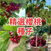 【精選櫻桃種子】歐洲甜櫻桃 車厘子 水果種子 溫帶果樹 盆栽地栽 開花結果 家庭園藝 可食用 觀賞樹木 耐寒品種