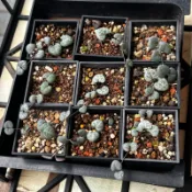 T5 愛之蔓（無錦 小棵 特價每盆8元）（不含盆土）熊多肉植物