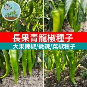 長果青龍椒種子 無微辣品種 長型青辣椒 長達20cm 菜椒 種植 自家陽台盆栽 農作 台灣常見 生鮮 可食用