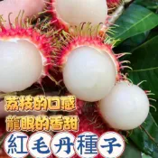 【紅毛丹種子 新鮮毛荔枝】韶子 熱帶水果 適宜台灣 果樹種苗 東南亞水果 家庭果園 可盆栽 觀葉植物 實生苗 居家綠化