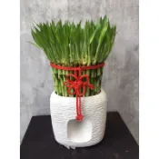 M-Flower中國風開運竹 居家擺飾 店面裝飾造景  台北免運 開幕花禮 公司喬遷 祝賀蘭花 開幕盆栽 新店開幕