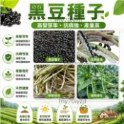 當天發💎黑豆種子【150粒】農家自留種當季小黑豆早熟高產矮桿&五穀雜糧種子