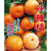 順發種苗 砂糖橘嫁接苗 🍊🌱 生長強健、結果早 👍 果實金黃甜香無籽好吃 😋 適合庭院栽植、家庭果園必備 ✨