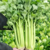 【台灣現貨】西芹種子｜煮湯打汁 低鈉高纖｜陽台盆栽水耕可種｜美國荷蘭大廠正品｜附台灣氣候種植小撇步｜現貨速發
