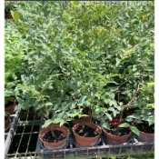 一禪種苗園-蔓藤上耀眼的黑寶石〈樹葡萄苗〉水果苗-3吋盆/果實碩大/果肉呈白色略透明狀/香甜多汁/花青素含量高/庭園造景