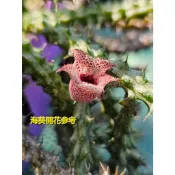 [1140913更新] 海葵 蘿藦科 (多 🌵溫馨の多肉🌞多肉植物