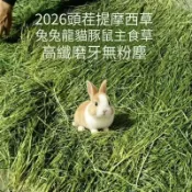 【青禾寵物牧草】順暢腸胃專用牧草 過篩甜小麥草燕麥草苜蓿提摩西一割二割百慕達 改善荷蘭豬天竺鼠豚鼠兔子龍貓牛羊馬陸龜消化
