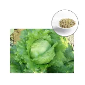 (店+)【蔬菜之家】B15-1.早生結球萵苣種子 1克約850顆美生菜 結球生菜 早生 葉色綠色