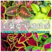 【彩葉草系列】觀葉專區｜彩葉草＆嫣紅蔓｜紫蘇｜無根扦插用枝條｜均一價1支20元｜顏色可自行挑選