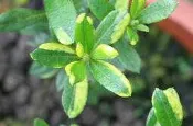 【優勢】日本皋月杜鵑苗(斑葉品種)~品種名(浮錦)