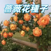 台灣現貨【薔薇花種子】四季開花 爬藤盆栽 陽台庭院 花苗 易種植 香花植物 新手園藝 新手易種植