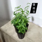 【尼拜約草本植栽所】小尖葉憂遁草 盆栽 3吋盆/6吋盆 優遁草 憂盾草 沙巴蛇草 鱷嘴花 憂頓草 接骨草 藥用植物