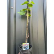 水模型園藝#葡萄 巨峰葡萄 蜜紅葡萄 5吋黑軟盆 果樹 水果苗 葡萄苗