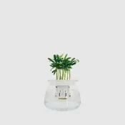 │ 玻璃系列 │ 迷你羅漢松 - 松柏植物 水耕 種子盆栽 魚水共生