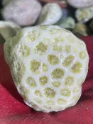 台灣台東海洗透光菊花玉