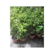(店+)花森好市-觀葉植物**捲葉榕**-卷葉榕/6吋盆/高30-50cm/綠圍籬樹 葉型特殊 /MA*無法超取*