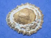 【忠實第紫雲軒】蜘蛛網笠螺Patella granatina(長約6.2cm，保存良好，質樸厚重，型態特殊，色澤飽滿，自