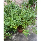 平戶杜鵑5/6吋盆 2024/12月上市實物拍攝庭院植物 觀葉植物 綠化植物2241418