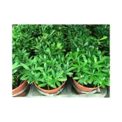 (店+)羅漢松+搖錢樹 兩個一起買輕鬆價，羅漢松+搖錢樹