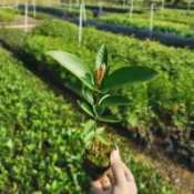 大果黑玫瑰櫻桃～3吋苗⋯⋯⋯