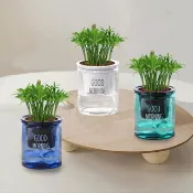 植栽 室內盆栽 羅漢松 懶人盆栽