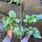 綠之源-3吋羽裂蔓綠絨 小天使/狹葉蔓綠絨 淨化空氣 植物 花卉 園藝 盆栽