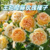 【王妃爬藤玫瑰種子】攀藤玫瑰苗 攀爬花卉 庭院圍籬植物 台灣常見玫瑰品種 易栽種開花 香氛花卉 DIY花園 新手易種植
