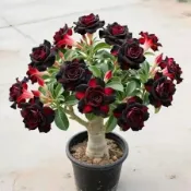 ✔💯【稀有沙漠玫瑰種子】🌹稀有重瓣沙漠玫瑰 養不死玫瑰 四季開花 四季種植 大花濃香耐熱庭院懶人好養花卉綠植物