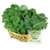 （快速出貨）羽衣甘藍種子 羽衣甘藍 種籽春天採收至冬天 菜籽 海甘藍 無頭甘藍 羽衣芥藍 健康蔬菜 空中花園藝世界