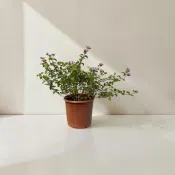 ｛英宏｝紫花馬櫻丹3/5吋 蔓性馬纓丹 花色多終年開花草花
